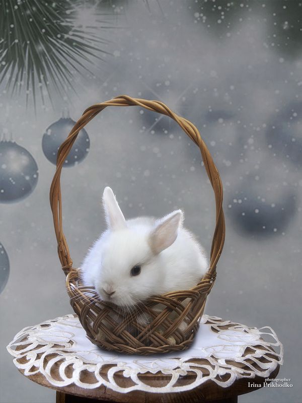 домашние животные, кролик, питомцы, Новый хозяин годаphoto preview