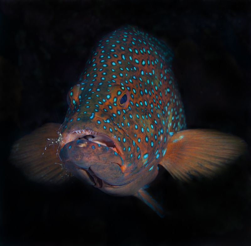 Египет Хургада дайвинг подводное фото обучение дайвингу PADI IDC На чисткеphoto preview