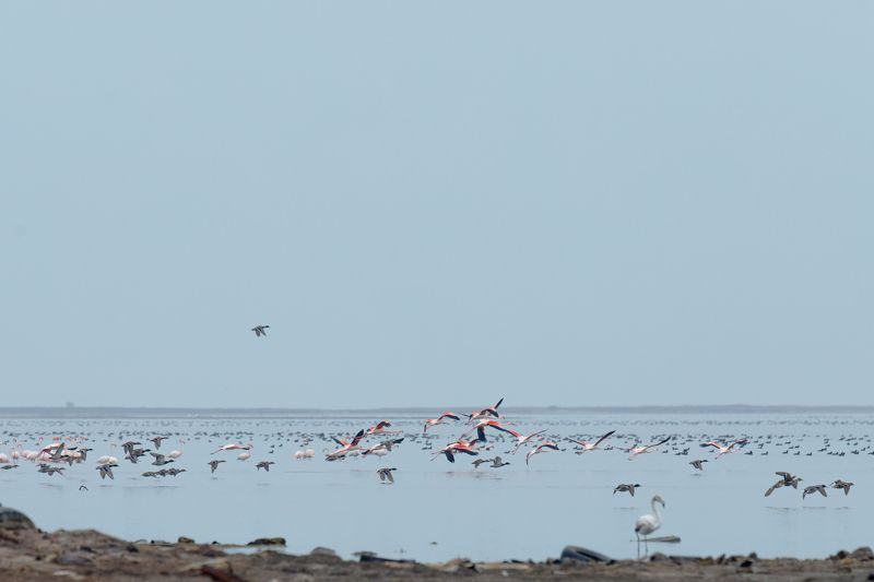 Flamingo bird Azerbaijan Baku Caspian sea Flamingos flies photo preview