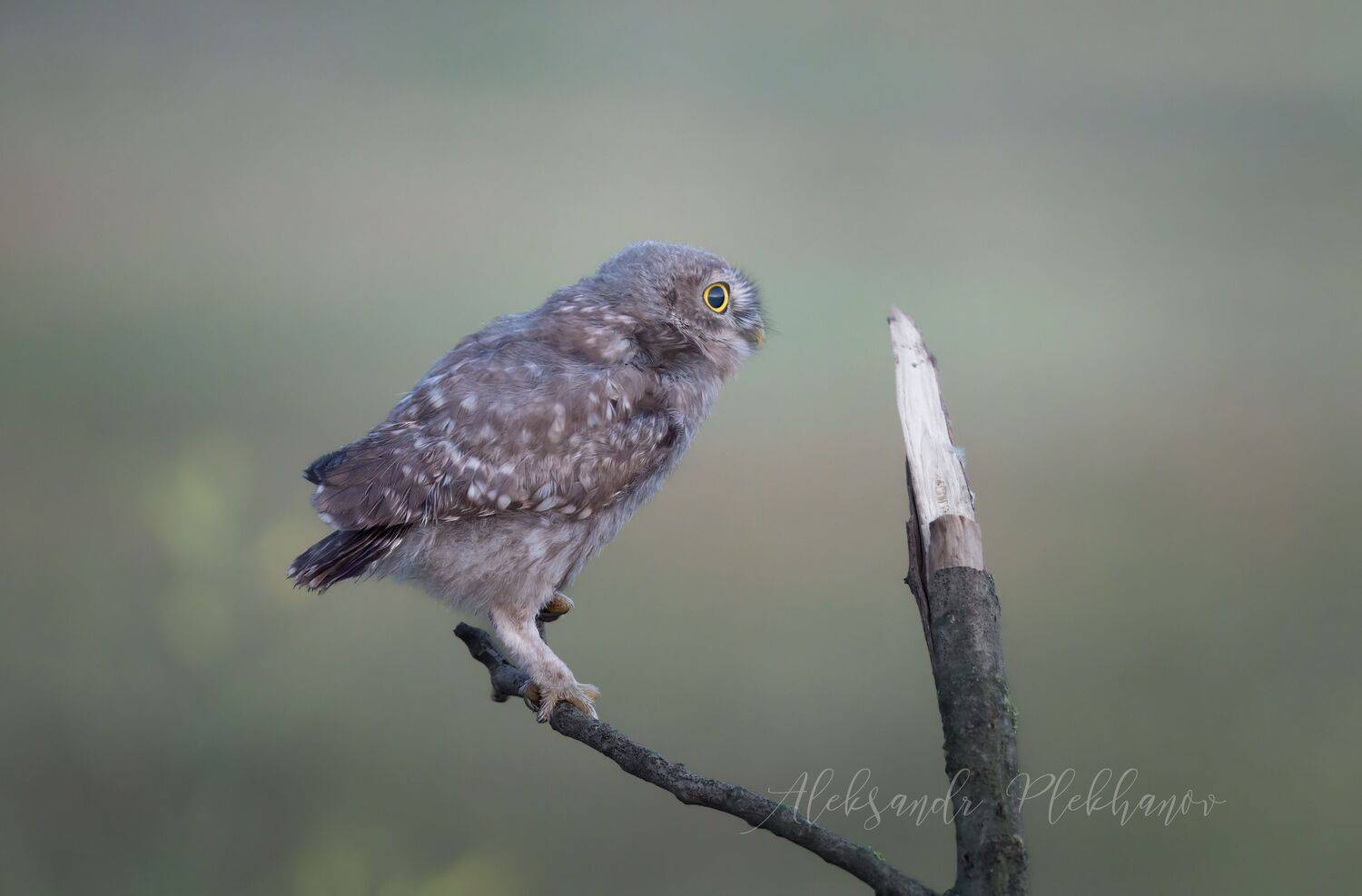 Прелесть на рассвете. Автор: Александр Плеханов живая, природа, Александр Плеханов