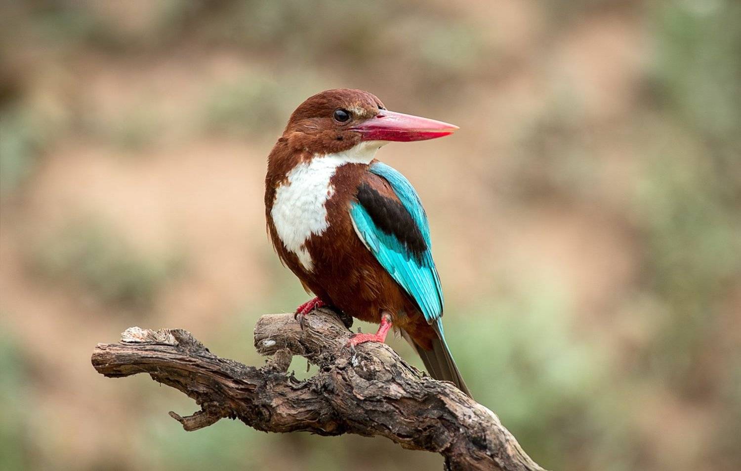 Красноклювая альциона. Автор: Наум Пятов Зимородки, Наум Пятов