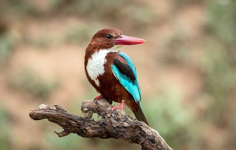 Зимородки Красноклювая альционаphoto preview