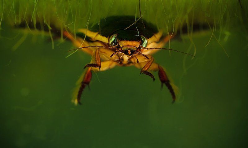 Жуки бывают разные....photo preview