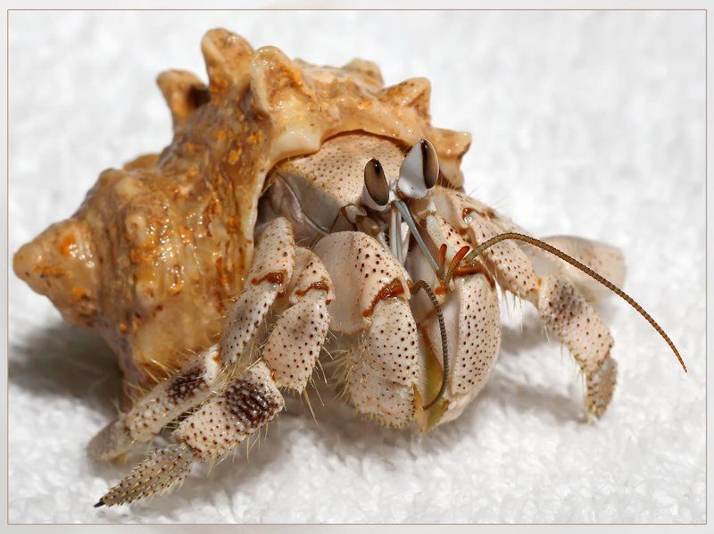 Дядя, отпусти, а...2photo preview