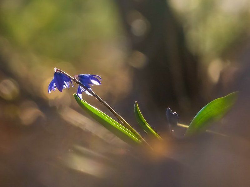 Весна, Пролески, Цветы Распахнули пролески глазаphoto preview