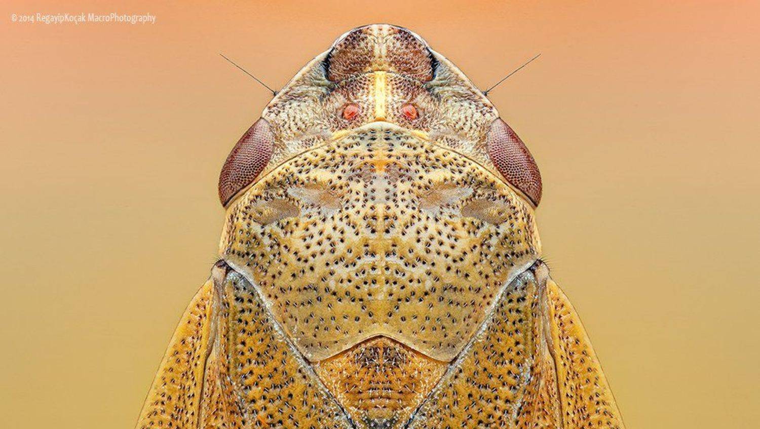 Aphrophora alni, regayip