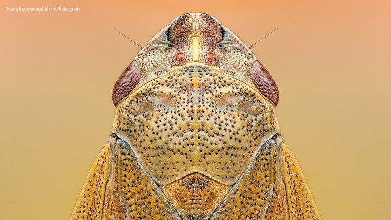 Aphrophora alni Aphrophora alniphoto preview