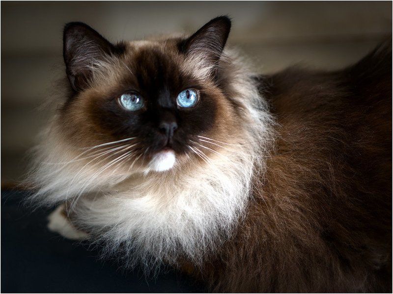 Слушая D. Scarlatti: Cat\'s fugue K 30 L 499 in G Minor photo preview