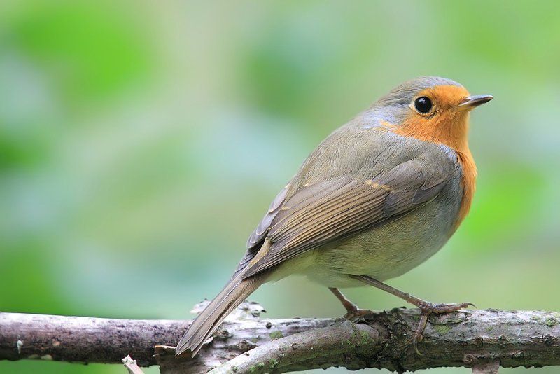 Дикая природа, Зарянка, Природа, Птица, Фотоохота Зарянкаphoto preview