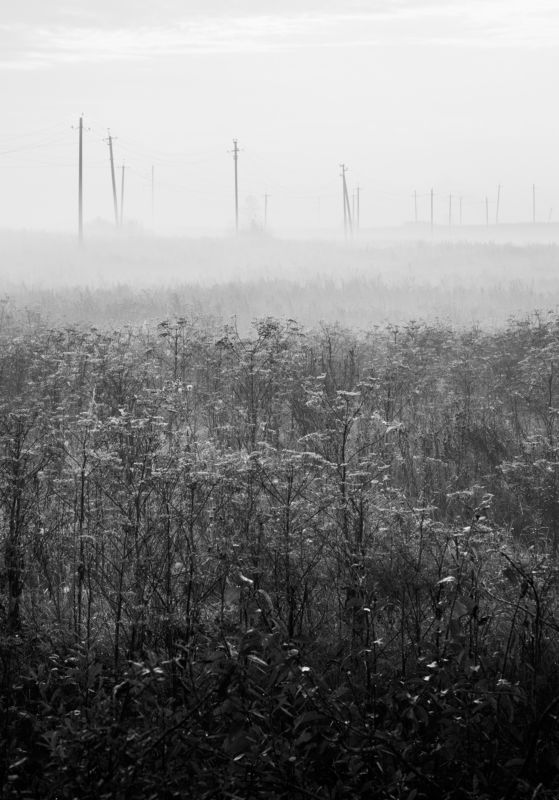 пейзаж, чб, линии, природа, связь *photo preview