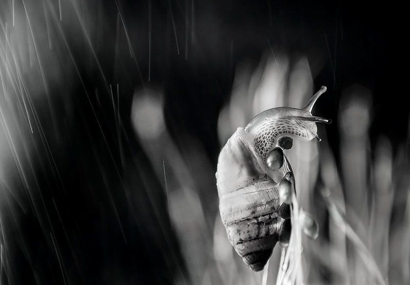 black and white, close-up, macro, moss, snail, капли, мох, улитка -photo preview