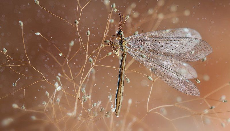 Сидящие в кустарнике.photo preview