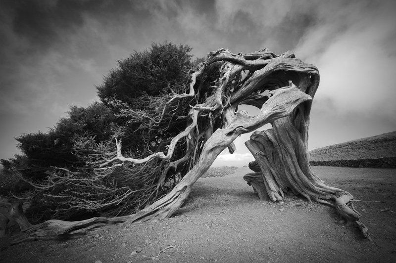эль йерро, Sabina de Machin, чёрно белая фотография, ч б фото, природа, можжевельник, канары, Канарские острова, Испания, дерево, sabina Sabina de Machinphoto preview