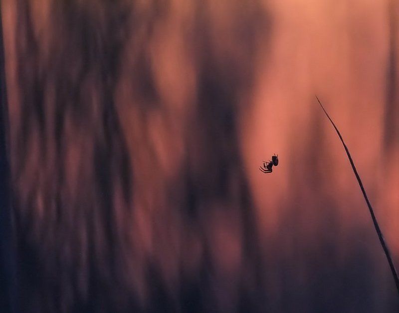 Весна, Вечер, Паук, Романтика Маленький романтик фото превью