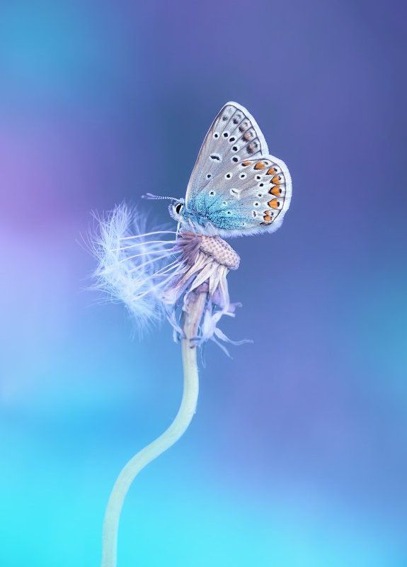 Бабочкиphoto preview