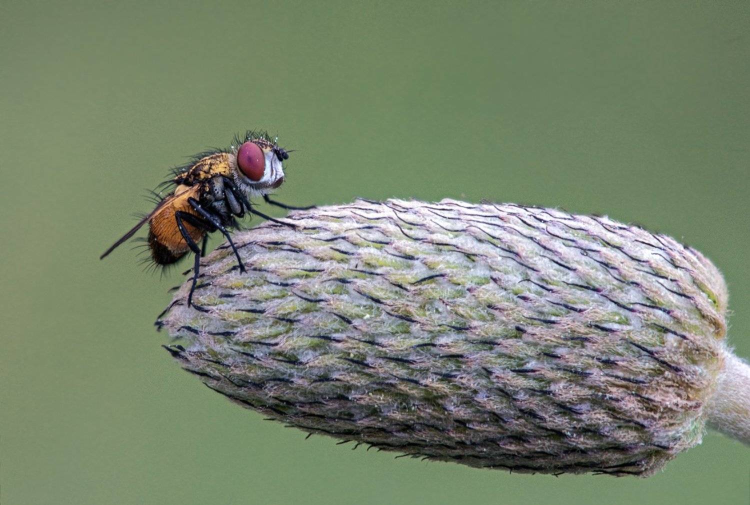 , Наум Пятов