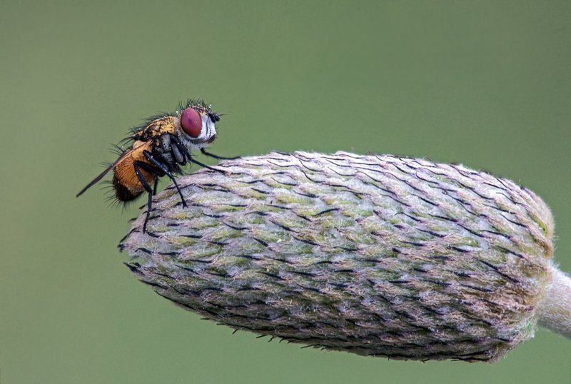 Отцвели анемоныphoto preview