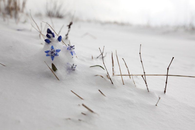 апрель, горы, крым, первоцветы Апрель, Крымphoto preview