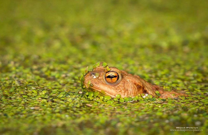 В маскеphoto preview