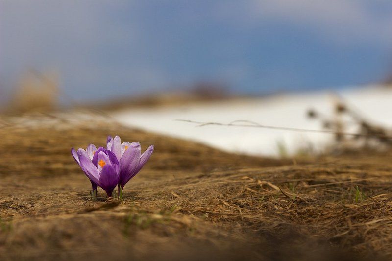 Весна, Гора, Крокусы Крокусыphoto preview