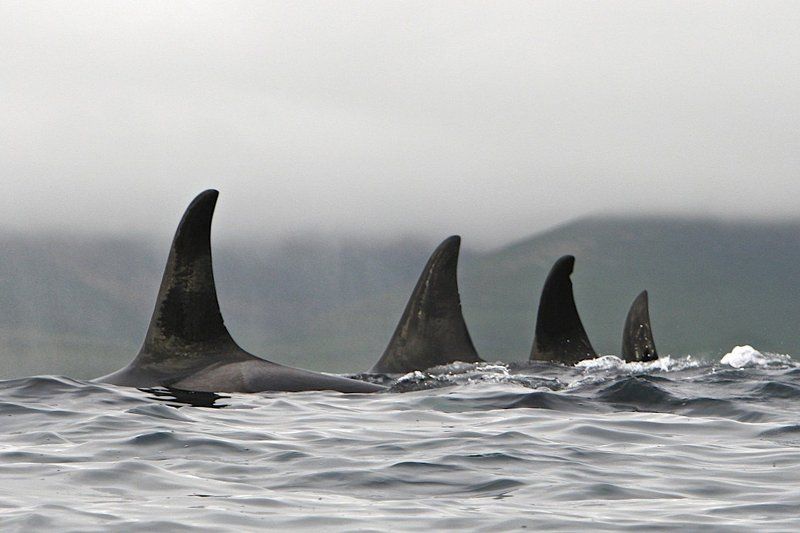 Косаткиphoto preview