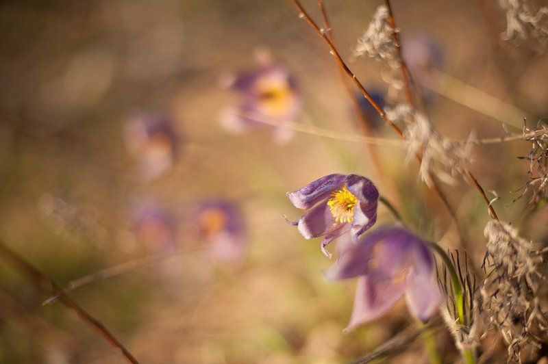 сонтрава, прострел, весна, цветы Сон-траваphoto preview