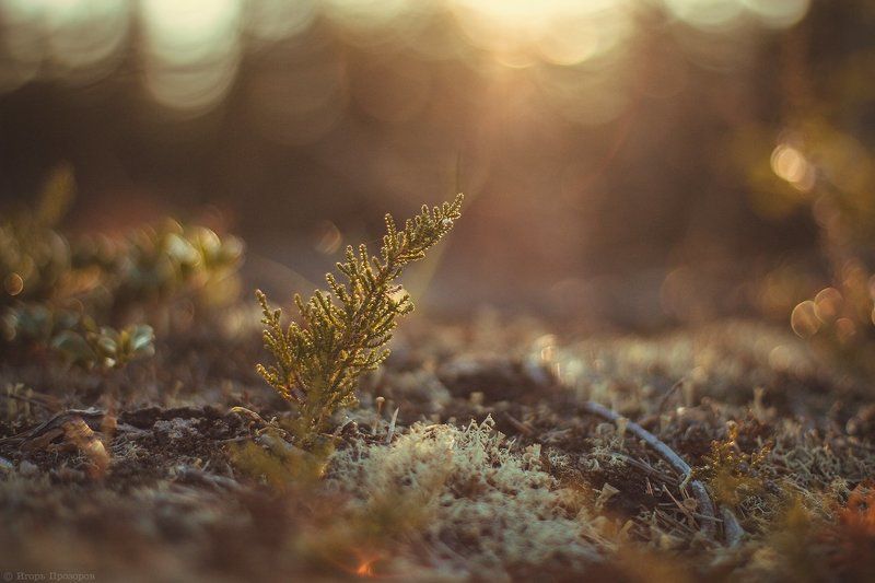 макро, осень, кольский полуостров Осеннее настроение.photo preview