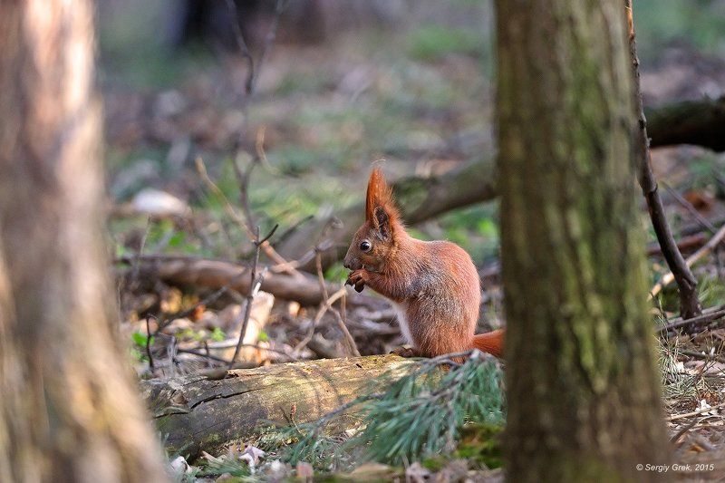 белка, лес, природа, red squirrel, forest, nature, willife В весеннем лесуphoto preview