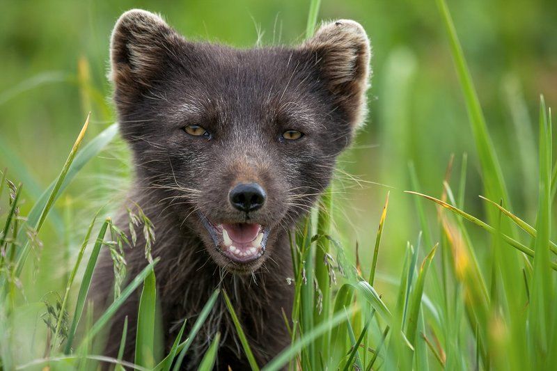 Командорские острова, Песец Polar foxphoto preview