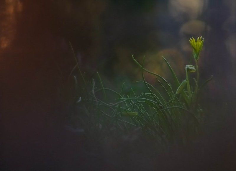 Весна, Вечер, Гусиный лук, Цветы Маленькая лилия весныphoto preview