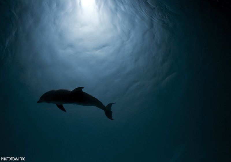 Спящий дельфинphoto preview