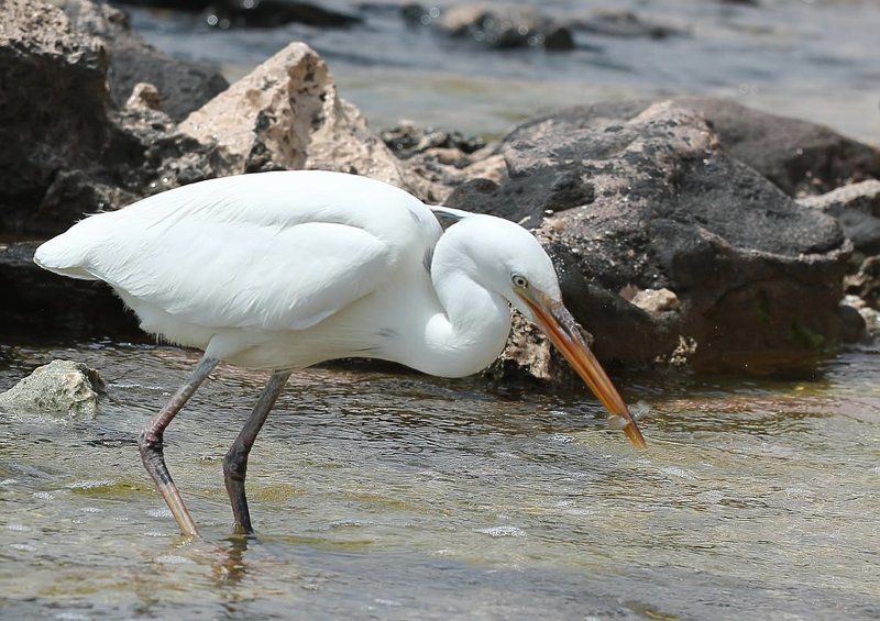 Бывалый охотникphoto preview