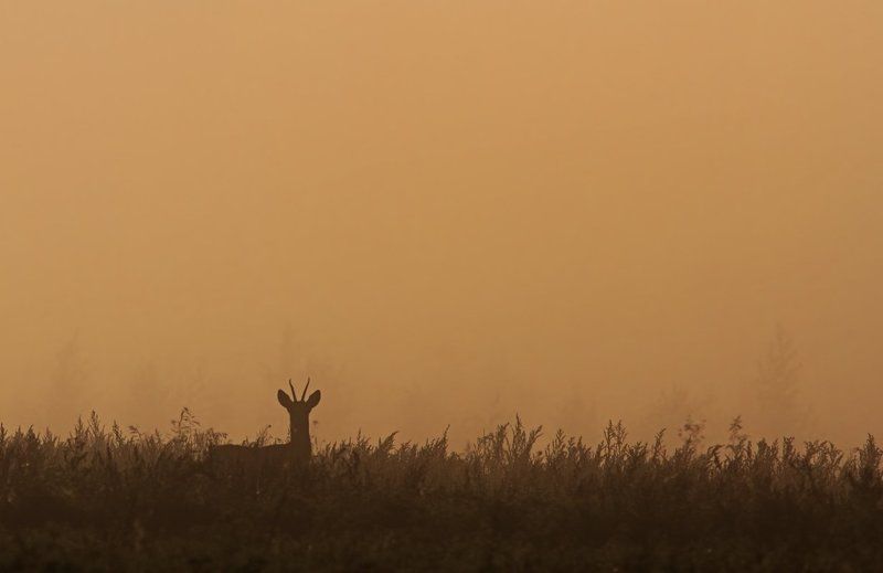 Утреняя photo preview