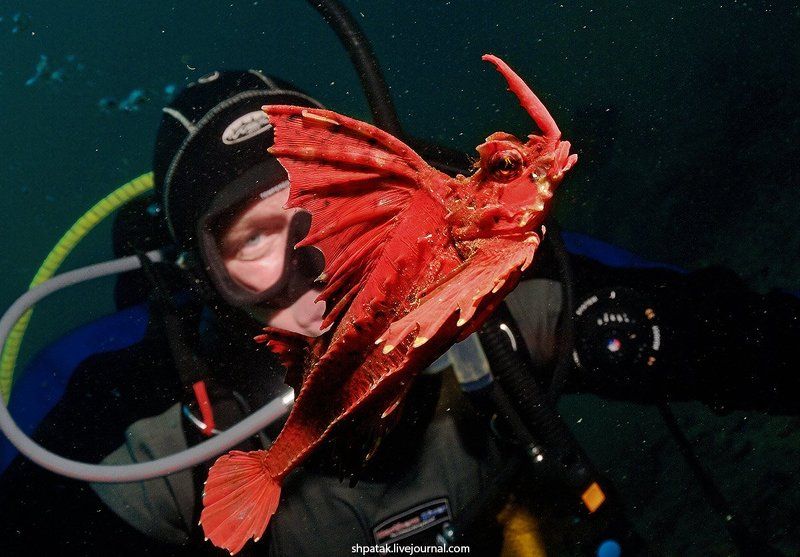 Японское море.  Бухта Рудная. Агономал хоботный.photo preview