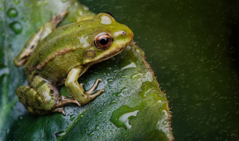 Амфибия, Болото, Весна, Вода, Дождь, Донбасс, Жаба, Зелень, Капли, Лист, Листва, Листья, Луганск, Лутугино, Лягушка, Макро, Макрокольца, Мох, Пруд, Роса, Украина, Утро photo preview