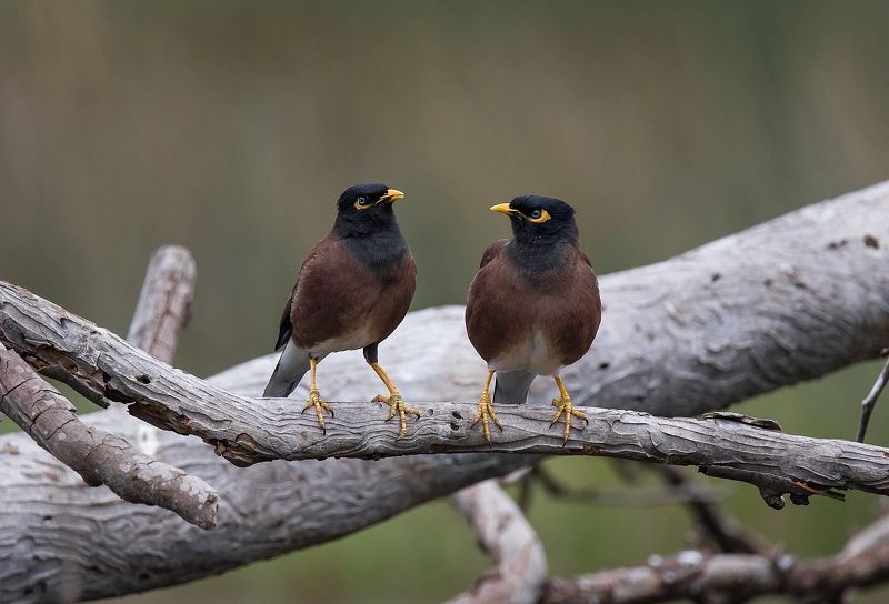 Acridotheres tristis, Birds, Nature, Wildlife, Майна, Парочка, Пересмешники, Природа, Птицы, Скварцовые Парочка пересмешников :)photo preview