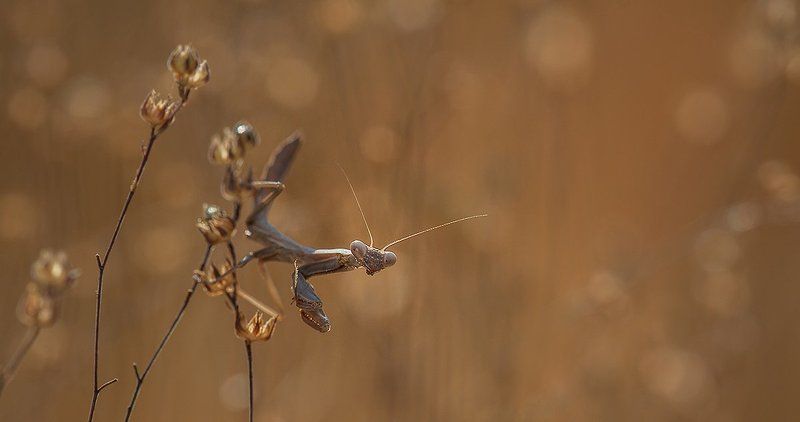 Хвост пистолетом.photo preview