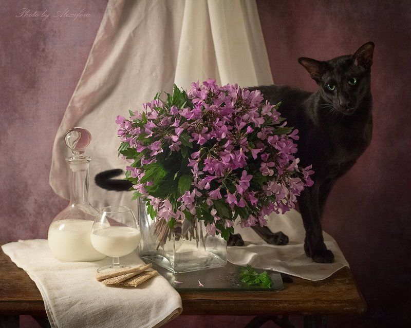 Про черного котаphoto preview