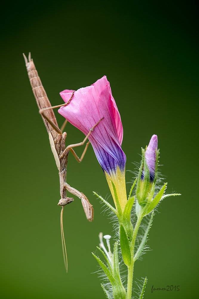 ПЕРЕВЕРНУТЫЙ ПРОДАВЕЦ СВЕРНУТОЙ РАДУГИ. БОГОМОЛ.. Автор: Игорь ФУММ , Игорь ФУММ