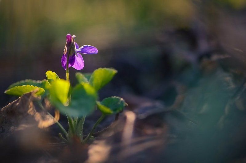 Весна, Лес, Лесная фиалка, Танец, Фиалка, Цветы Сольный танецphoto preview