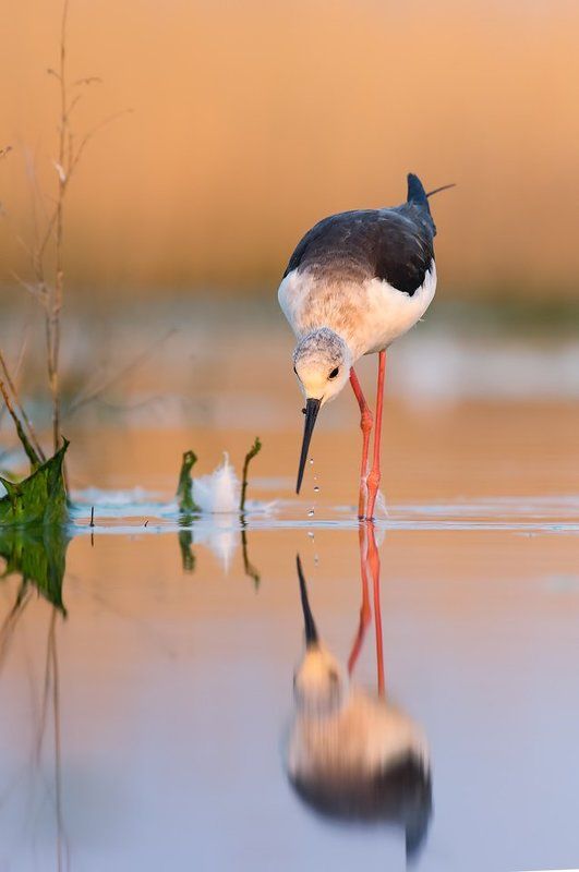 Pentax k-3, Stilt Stiltphoto preview