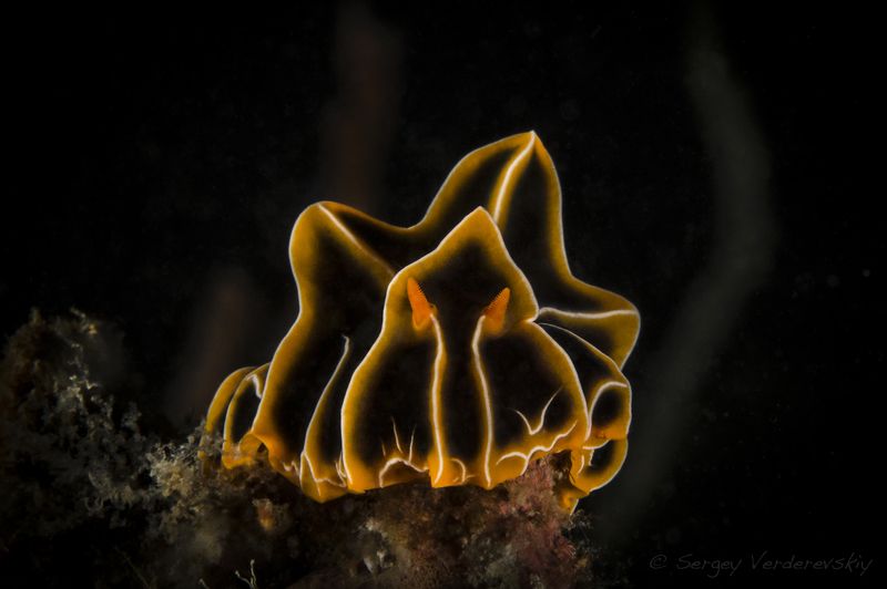 Океанское приведениеphoto preview