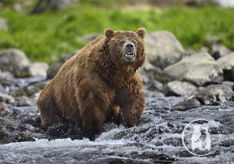 Бурый медведь, Дикая природа россии, Камбальная река, Камчатка, Николай  зиновьев, Южно-камчатский заказник Скажи чи-и-и-и-и-з!photo preview