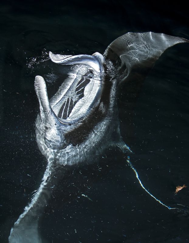 Из бездныphoto preview