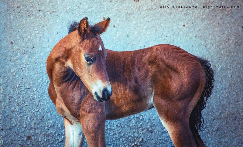 Colt, Horse, Little, Жеребенок, Лошадь .photo preview