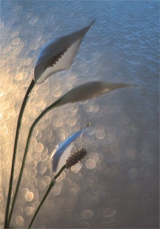 helios, гелиос Спатифиллум расцвёл и....photo preview