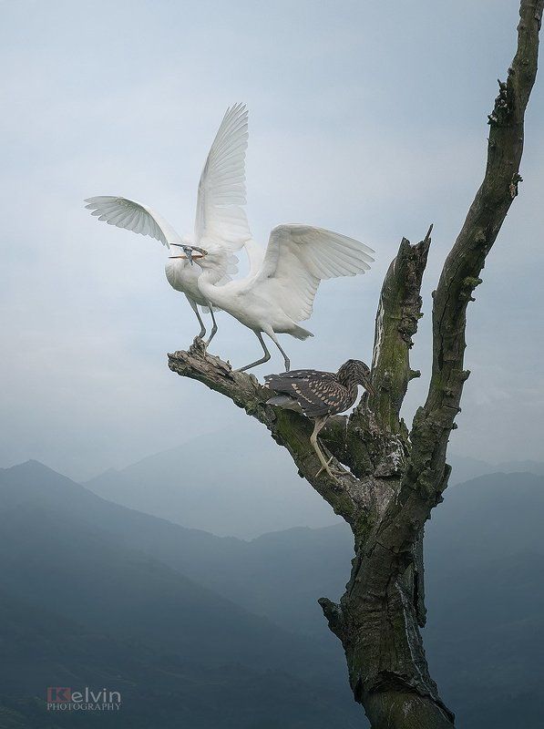 Thân Còphoto preview