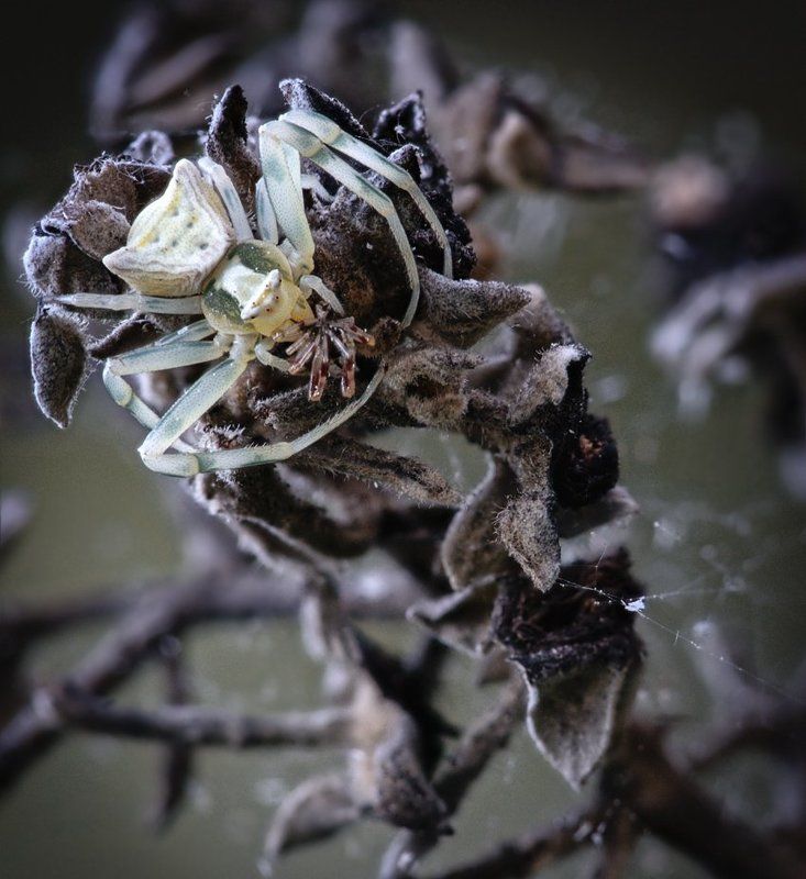 пауки Ужастикиphoto preview