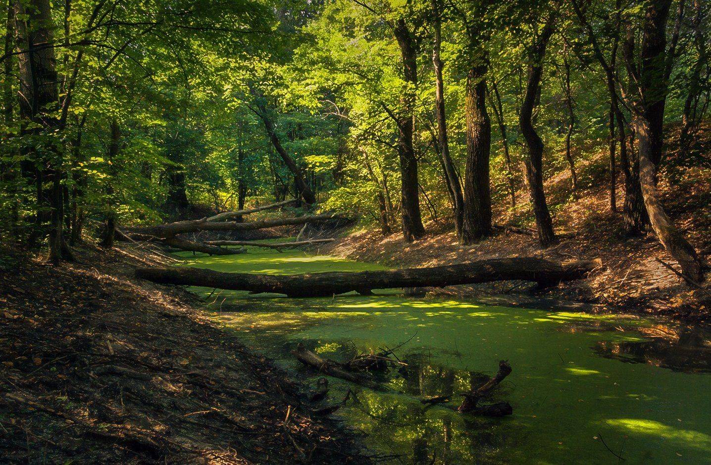 , Игорь Мелекесцев