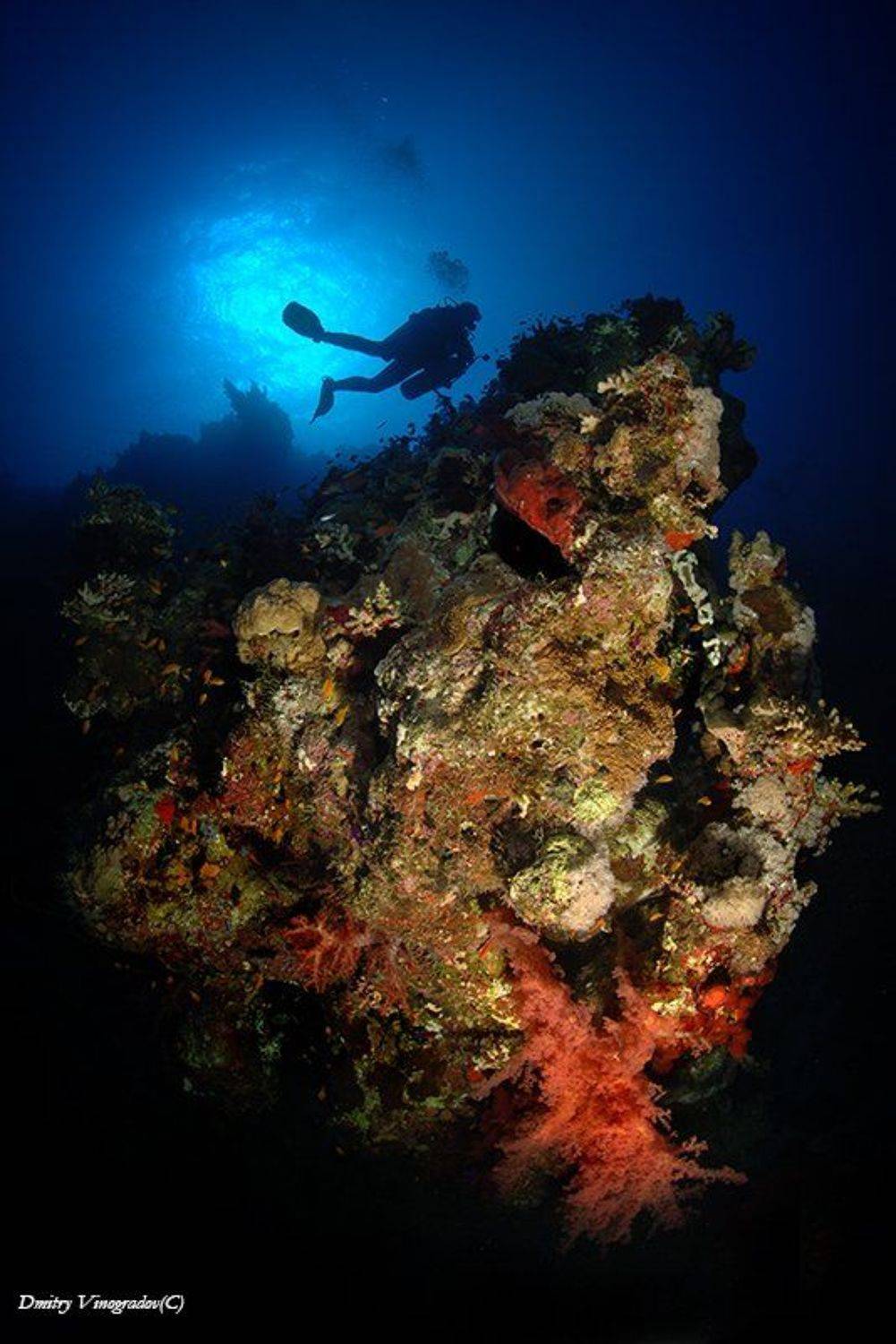 , Дмитрий Виноградов